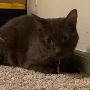 Meet your Posher, Breanna